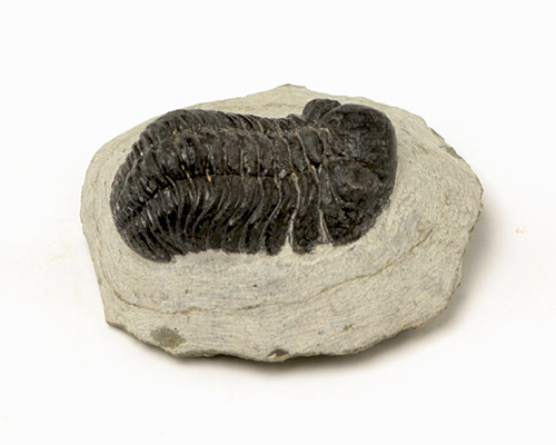 三葉虫 化石（母岩付） （アソート） No.14