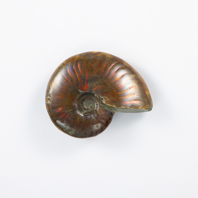 オパール化アンモナイト 化石 （マダガスカル産） No.39 | 神棚・神具