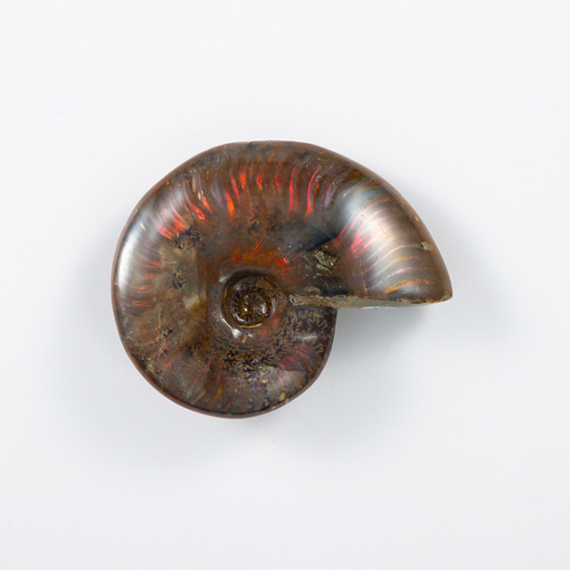 オパール化アンモナイト 化石 （マダガスカル産） No.40