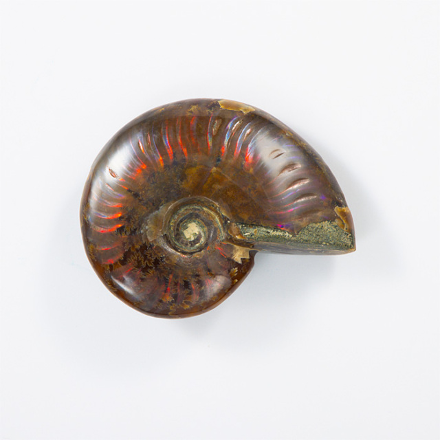 オパール化アンモナイト 化石 （マダガスカル産） No.42