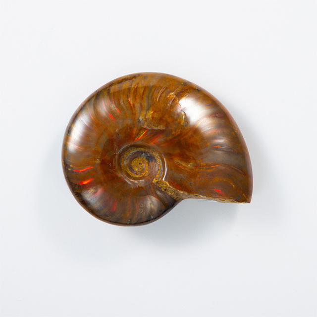 オパール化アンモナイト 化石 （マダガスカル産） No.43