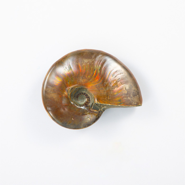 オパール化アンモナイト 化石 （マダガスカル産） No.47 | 神棚・神具