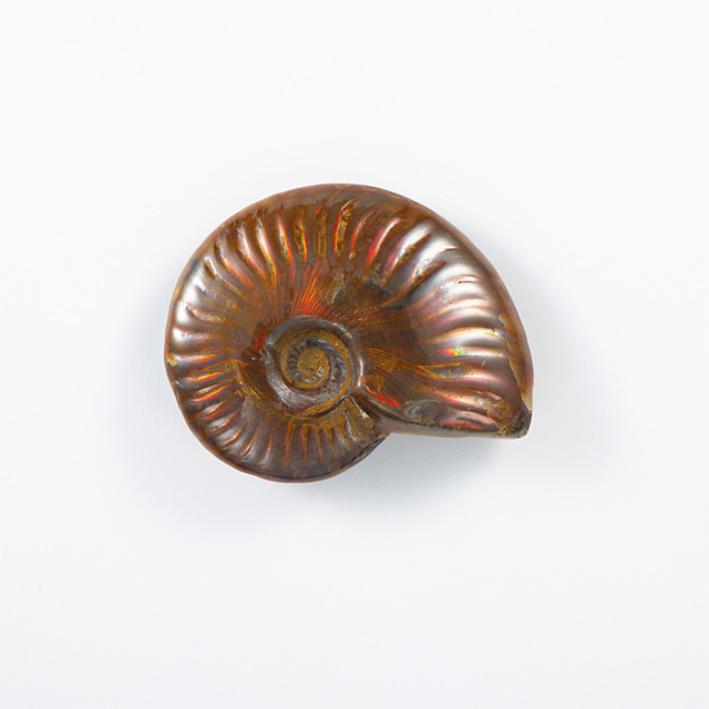 ア*パ様 アンモナイト　化石　まとめ売り　大量 ア*パ様 アンモナイト 化石 まとめ売り 大量 2025年最新