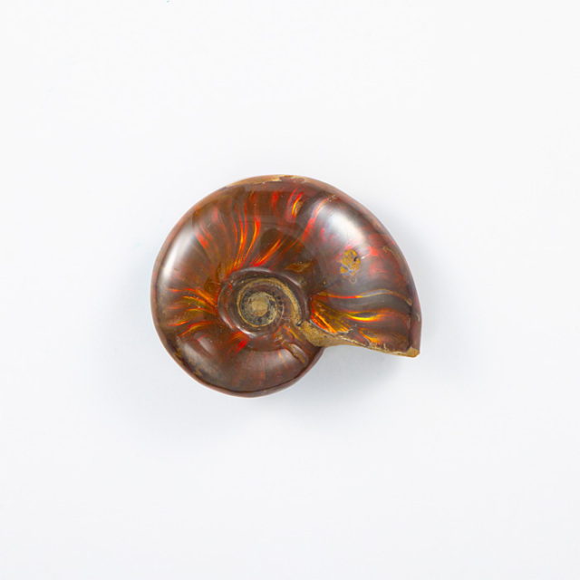 オパール化アンモナイト 化石 （マダガスカル産） No.51