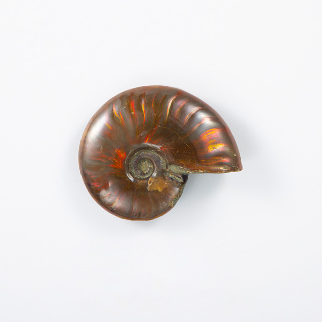 オパール化アンモナイト 化石 （マダガスカル産） No.52