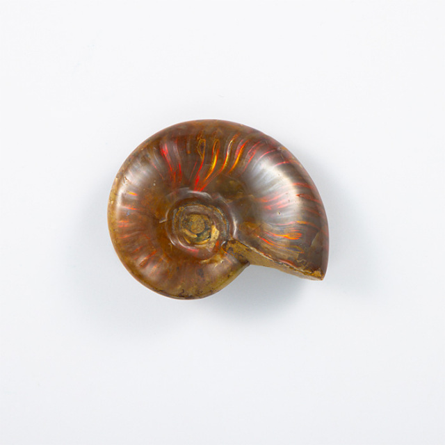 オパール化アンモナイト 化石 （マダガスカル産） No.54 | 神棚・神具