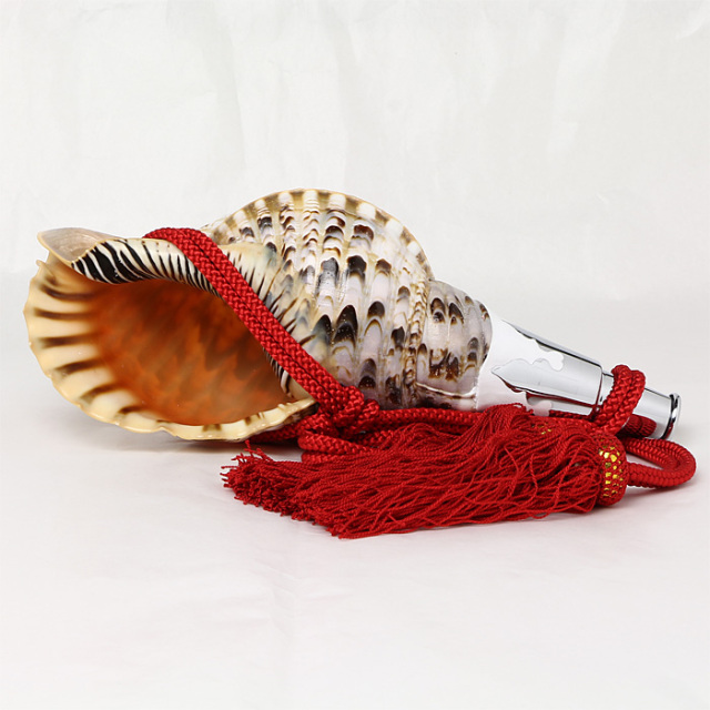 No.74 法螺貝（ほら貝） 12インチ | 高級神棚・神具の通販なら伊勢宮忠