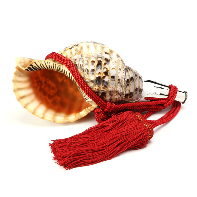 No.72 法螺貝（ほら貝） 13インチ | 高級神棚・神具の通販なら伊勢宮忠