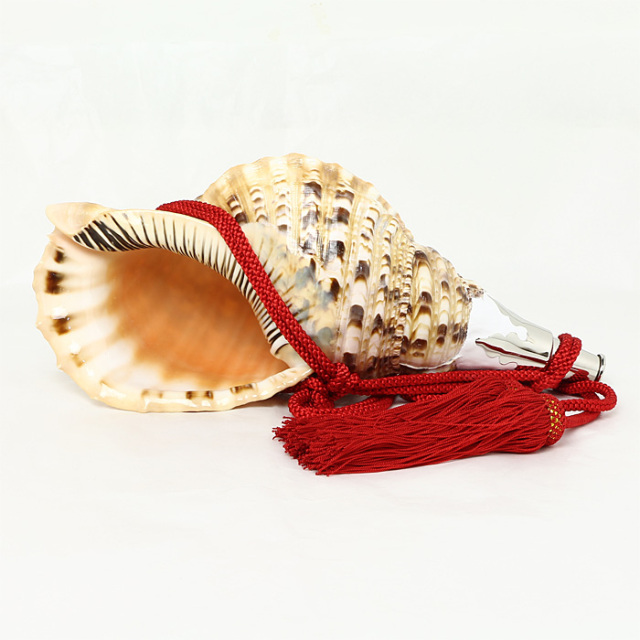 法螺貝33cm クリーニング済み(33.5cm〜35.5cm) - Kaiショップ