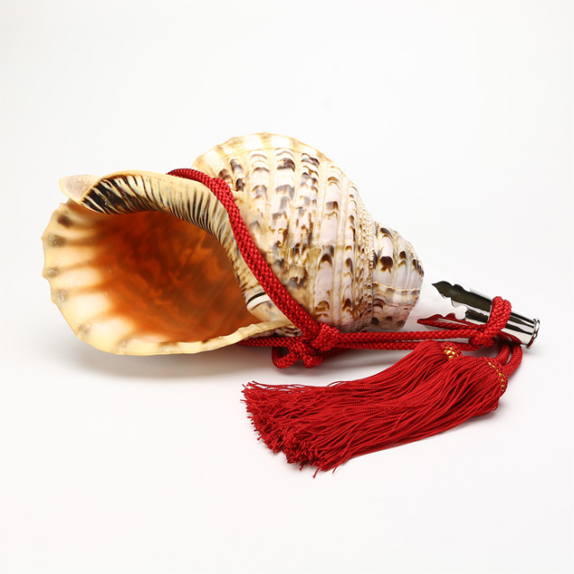 No.38 法螺貝（ほら貝） 15インチ | 高級神棚・神具の通販なら伊勢宮忠