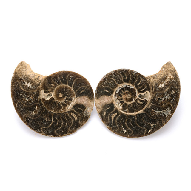アンモナイトの化石（モロッコ産）
