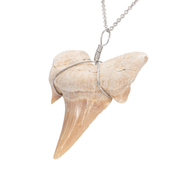 アングスティデンス　歯化石 オトドゥス アングスティデンスの歯の化石 OT1205 オトドゥス アングス