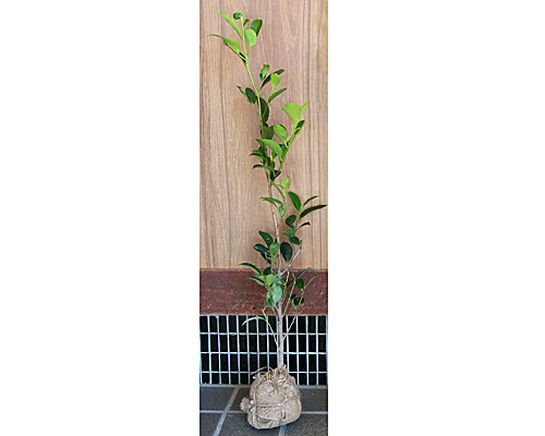 本榊 苗木10本 真榊 榊 さかき サカキ 本榊 苗木10本 真榊 榊 さかき サカキ