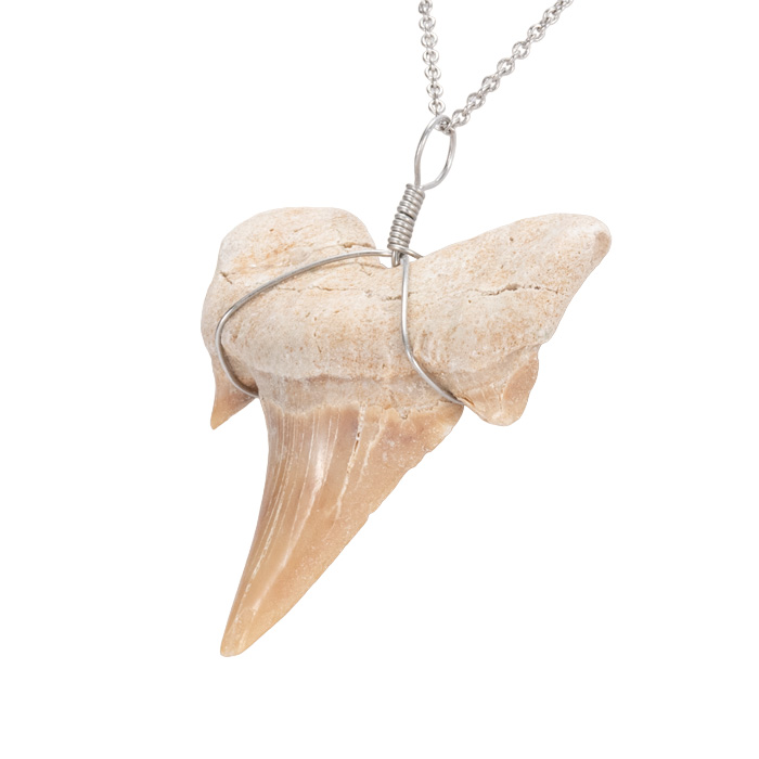 ペンダントトップ サメの歯（オトダス・オブリクゥウスの化石） 大 No.2 【ネコポス発送可】