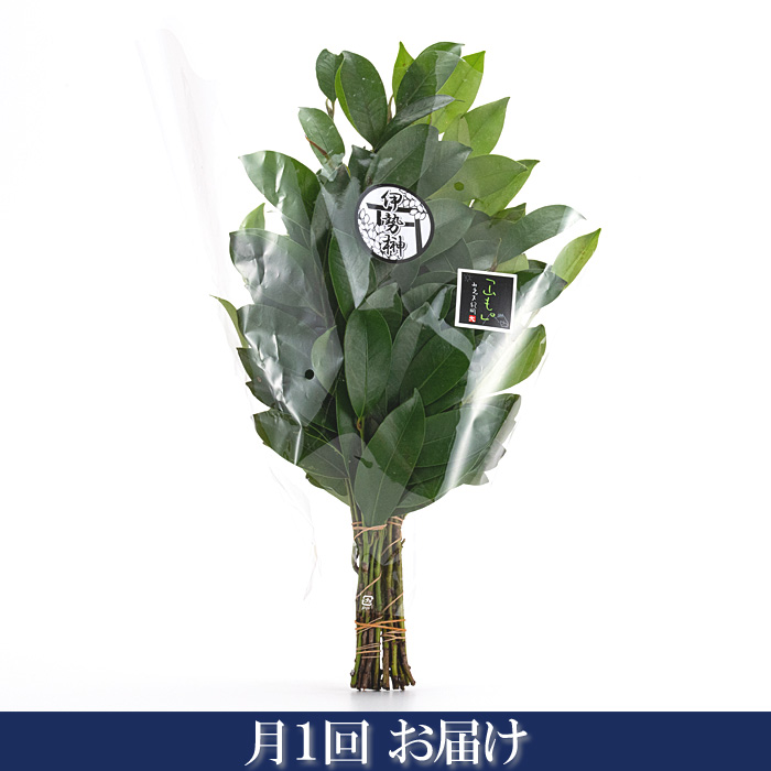 【定期購入／月1回お届け】本榊（生榊） 1対（2結束）