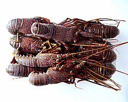 石鯛釣り用　イセエビ１