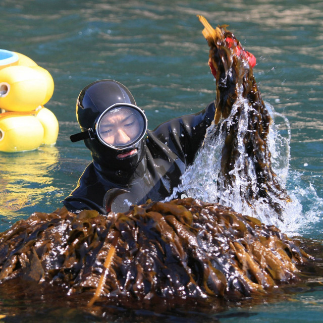 ［ちょっとお得！送料込］いとしま 干しひじき　2袋【山下商店】