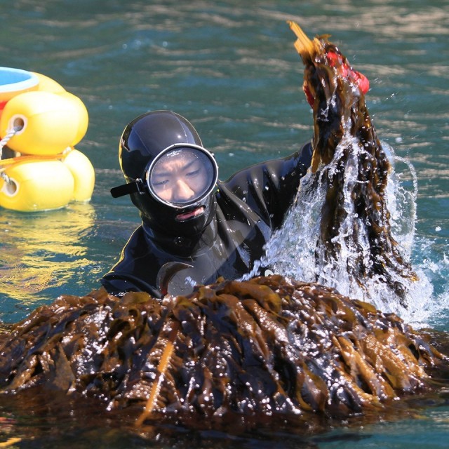 ［ちょっとお得！送料込］わかこ -わかめの粉-　2袋【山下商店】