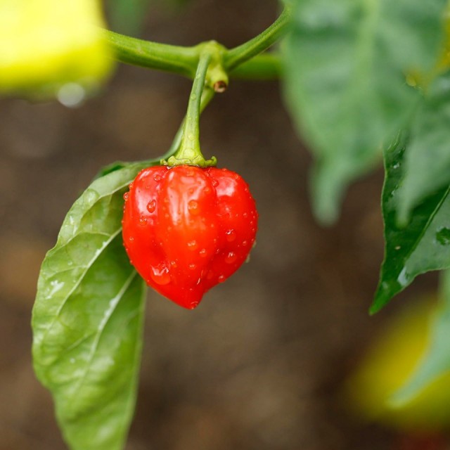 糸島 醗酵ハバネロ 50g【糸島内場農園】