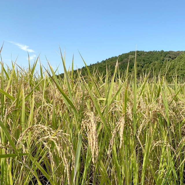 予約販売・10月中旬頃より順次発送予定】糸島産 ヒノヒカリ 5kg