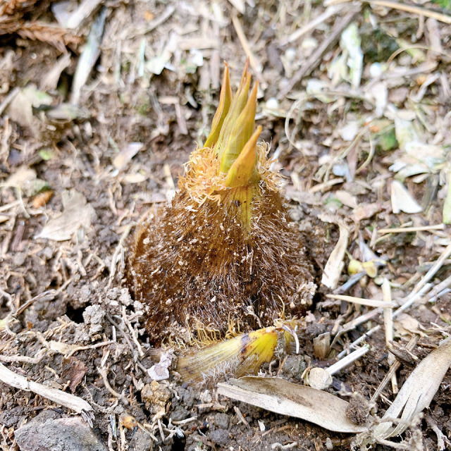 【3月～4月期間限定！】糸島王丸産タケノコ「1kg」【糸島王丸農園】