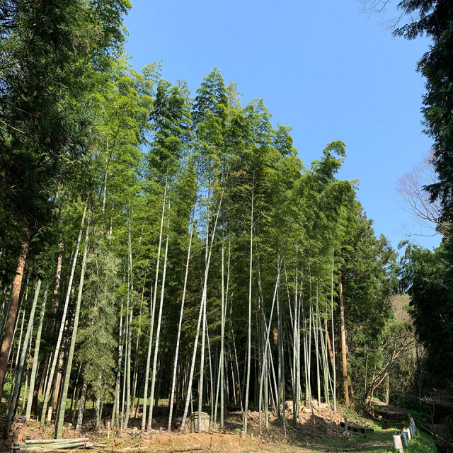 【3月～4月期間限定！】糸島王丸産タケノコ「1kg」【糸島王丸農園】