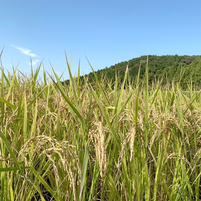 糸島産 ミルキークイーン 10kg【糸島王丸農園】