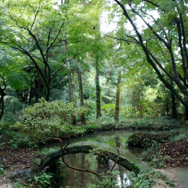 ［ちょっとお得！送料込］糸島・椿茶 2袋【泉屋六治】