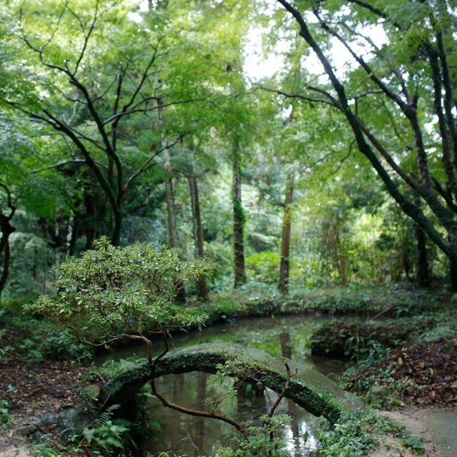 ［まとめ買いでお得！送料無料］マルベリー・ティー 4袋【泉屋六治】