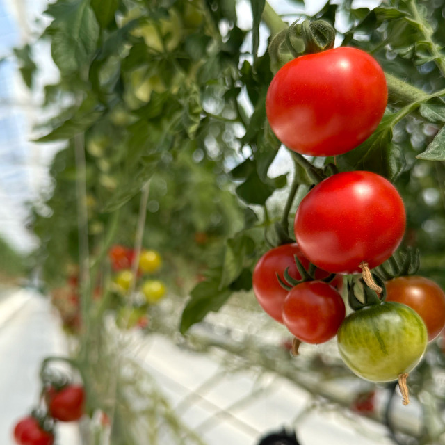 ワコーズまとめ売り4。トマトさん専用。 ワコーズまとめ売り1 。トマトさん専用。 商品はこちら | 合同会社