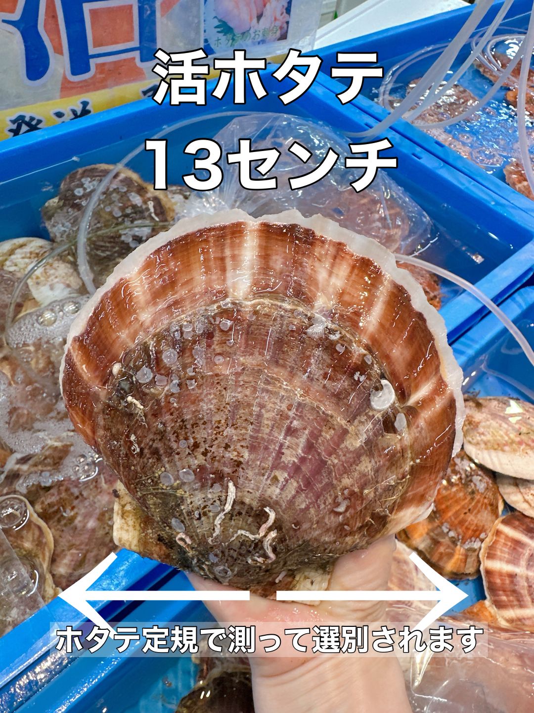 活ホタテ【大サイズ１３センチ】１０枚＆ホタテヘラのセット