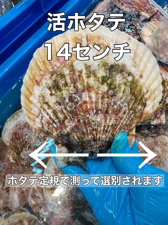 活ホタテ【特大サイズ１４センチ】１０枚＆ホタテヘラのセット