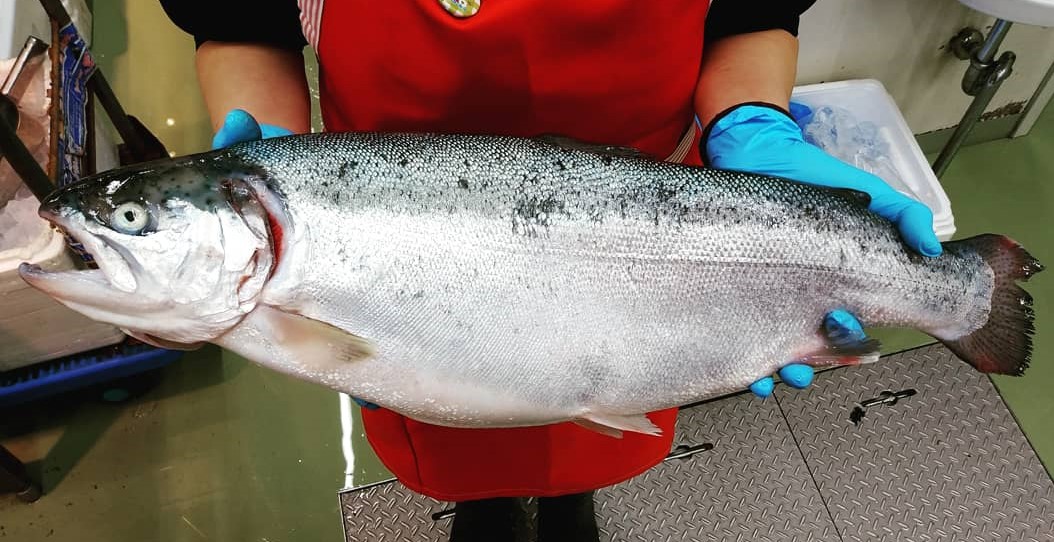 宮古トラウトサーモン１匹(2.5キロアップ)