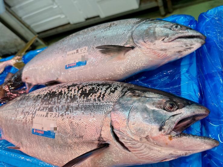 宮古産・特大真マス(サクラマス)３キロアップ 1本