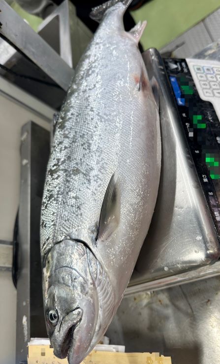 宮古産・真マス(サクラマス)2.5キロアップ 1本