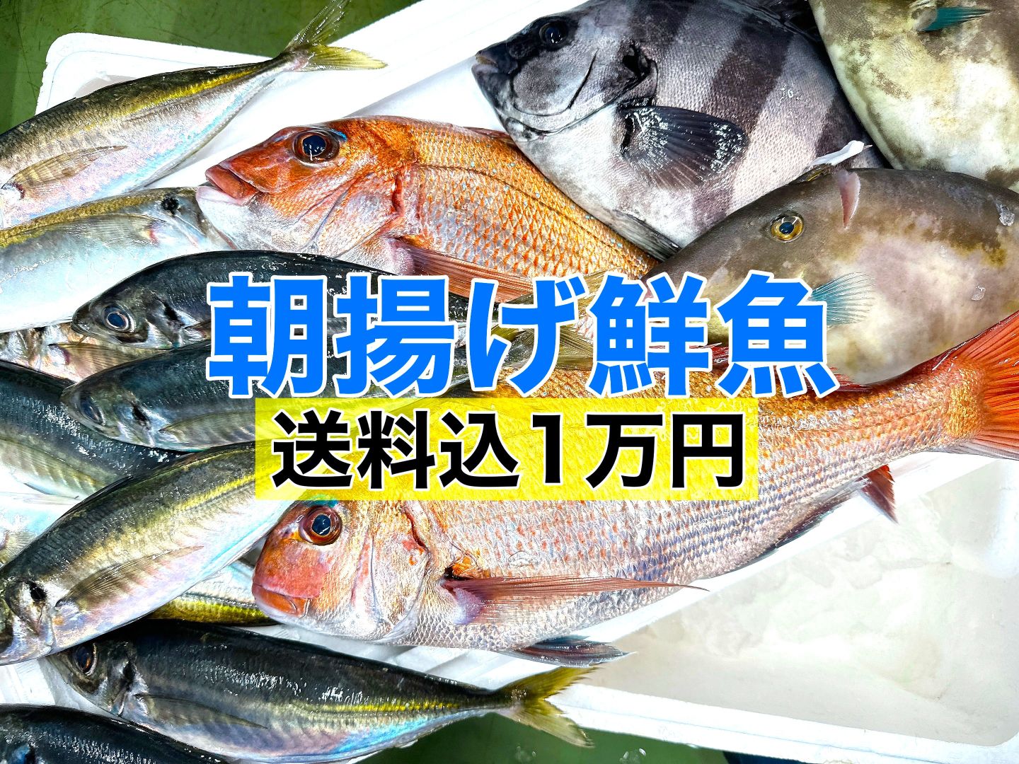 本日水揚げ！【朝揚げ鮮魚】送料込１万円