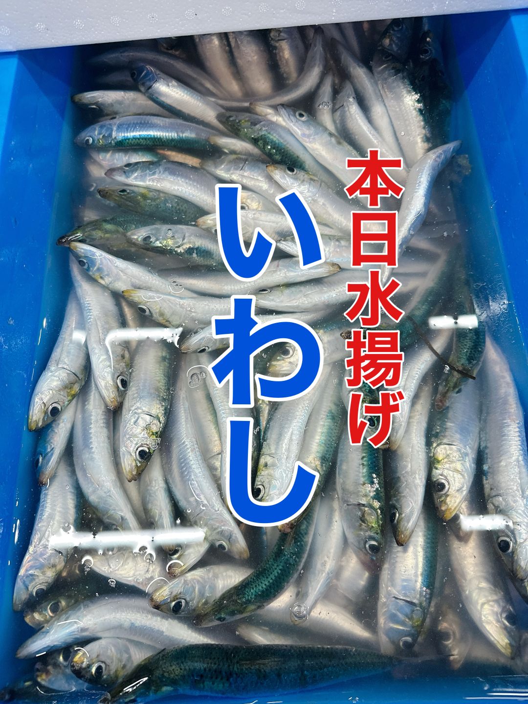 本日水揚げ「いわし」２キロ