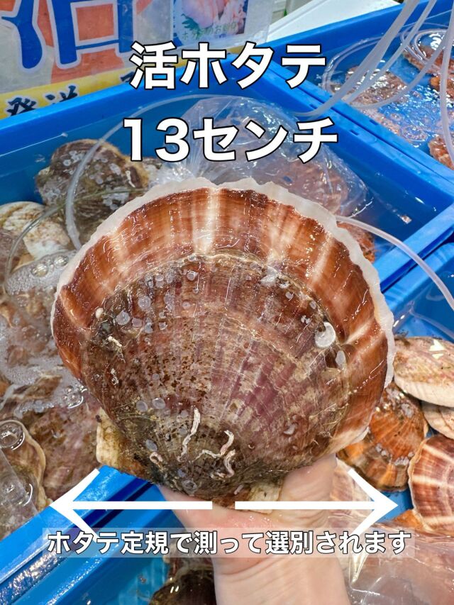 活ホタテ【大サイズ13センチ】5枚＆ホタテヘラのセット 三陸・宮古