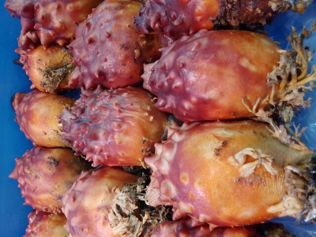 殻ホヤ10個セット