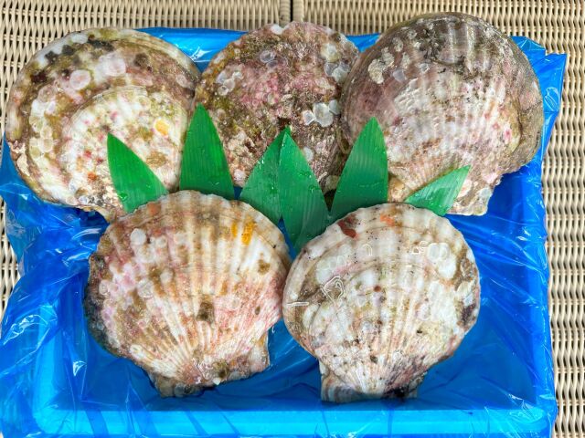 ★鮮度抜群!活ホタテ特大サイズ5枚セット★