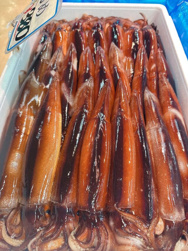本日水揚げ！スルメイカ3500円分