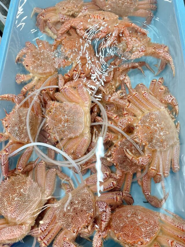 大容量　お買い得　ボイル　毛蟹　三陸産金華山沖　浜茹でボイル冷凍　堅毛蟹　3kg 今シーズン初物 三陸産金華山沖 浜茹でボイル冷凍 若毛蟹（3〜5