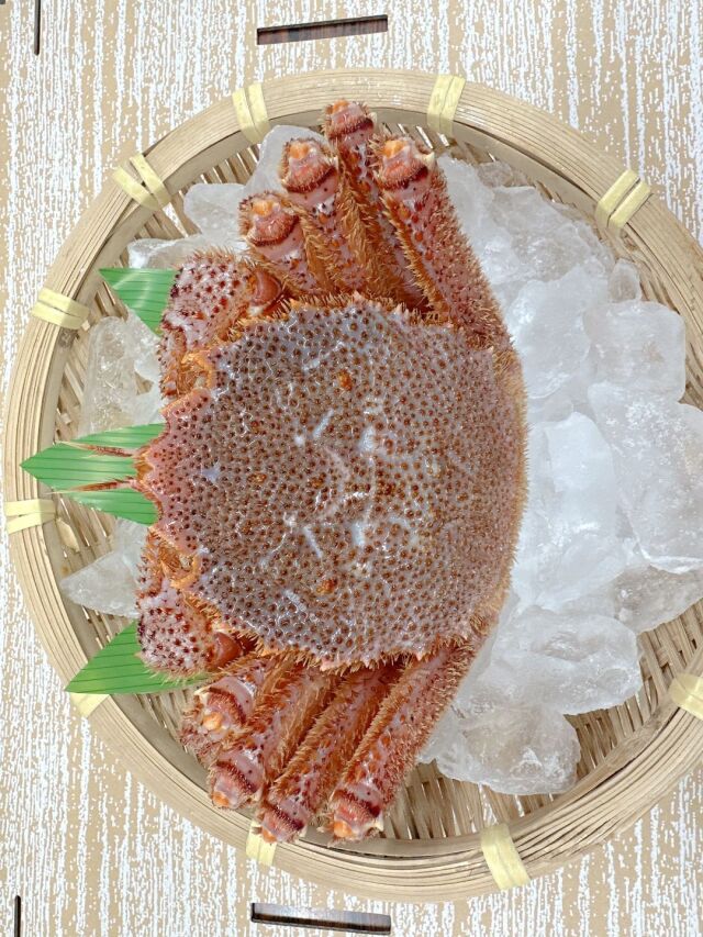 大きな活毛ガニ１匹