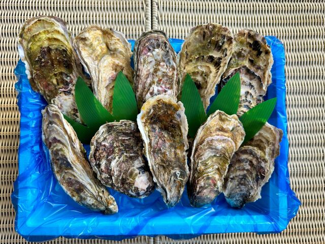 生食用！殻付き牡蠣10個セット