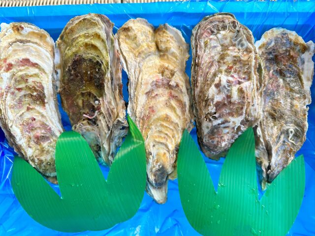 生食用殻付き牡蠣５個セット