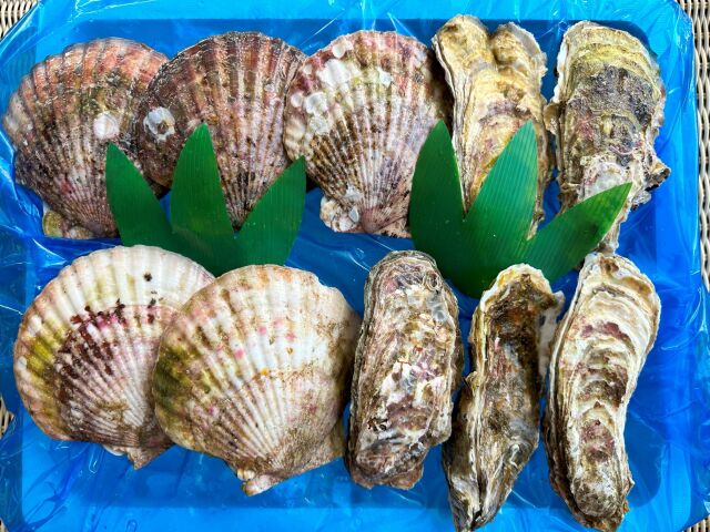 生食用牡蠣５個とホタテ５枚のセット