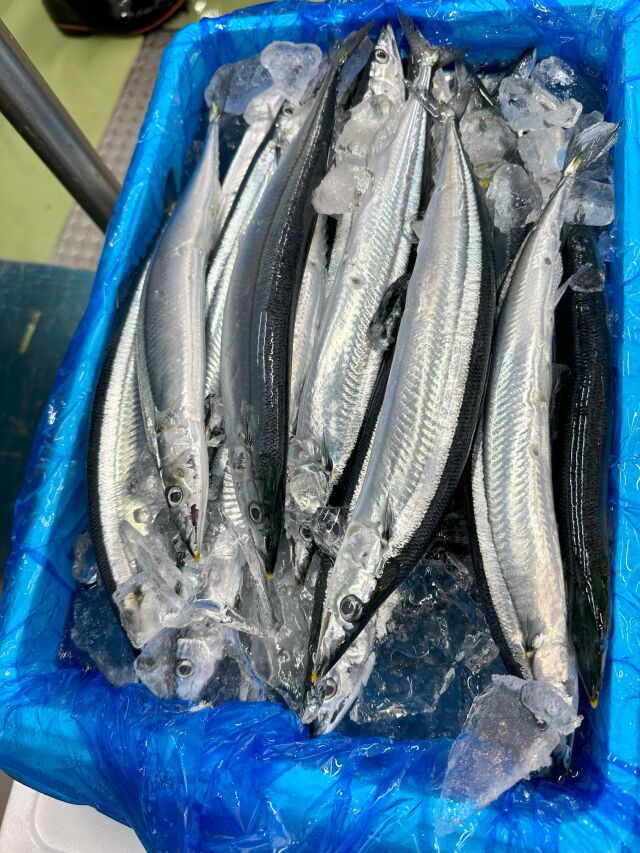 特大さんま20本】 三陸・宮古の美味しい魚介を食卓に 岩船商店 特大さんま20本】 三陸・宮古の美味しい魚介を食卓に 岩船商店