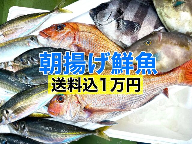 本日水揚げ！【朝揚げ鮮魚】送料込１万円