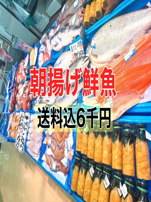 本日水揚げ！朝揚げ鮮魚送料込6千円