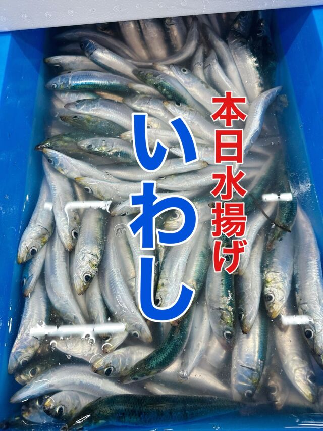 本日水揚げ「いわし」2キロ